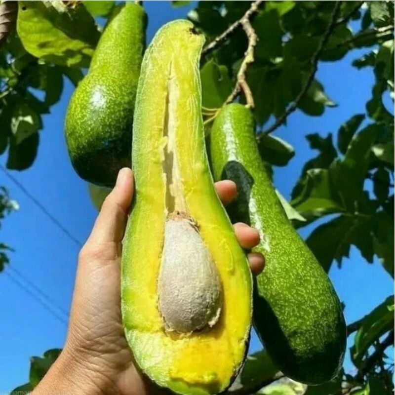 Bibit buah alpukat kelut/subang