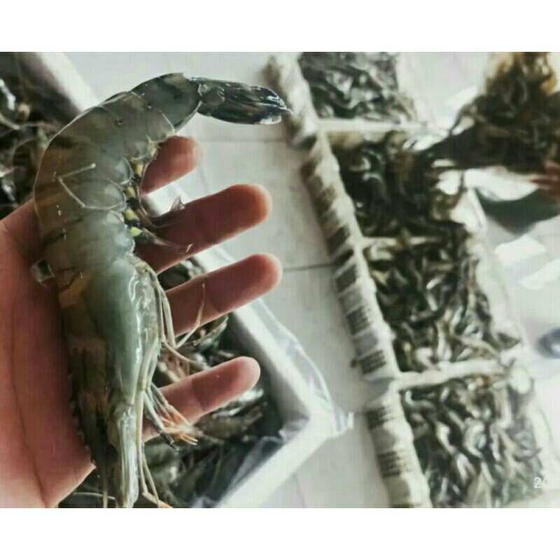 

Udang Windu Segar