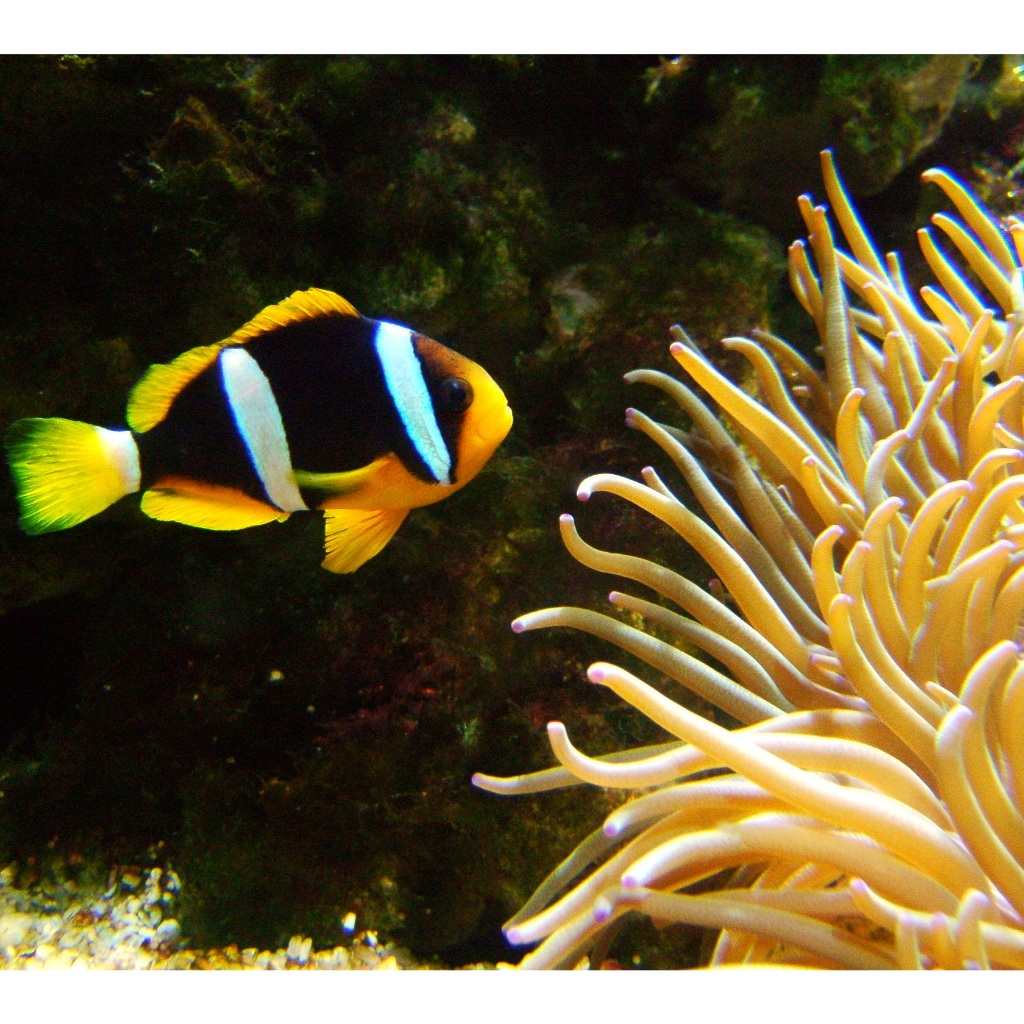 Ikan Giro Pasir / Clarkii Clownfish / Air Laut / Tankmate Nemo