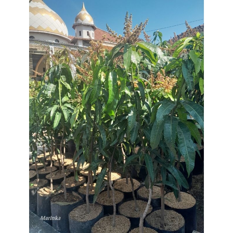 mangga golden agrimania