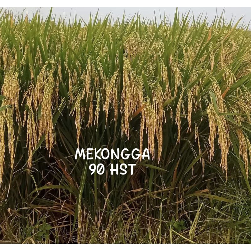 BENIH PADI UNGGUL MEKONGGA SUPER 5KG