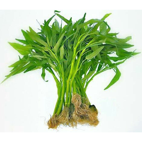 

Kangkung segar