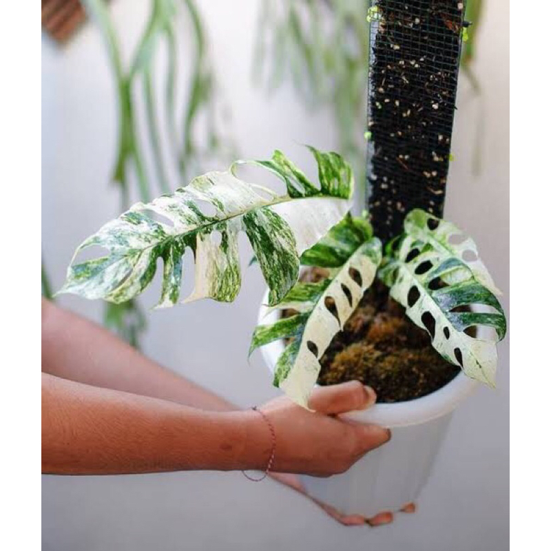 philodendron hanoman sp bali