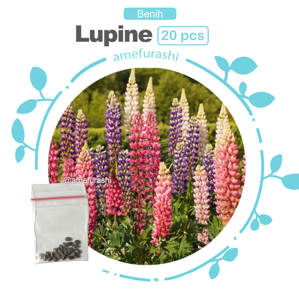 Amefurashi  20 Biji Benih / Bibit / Seeds  Bunga Lupine Mix Bunga Unik