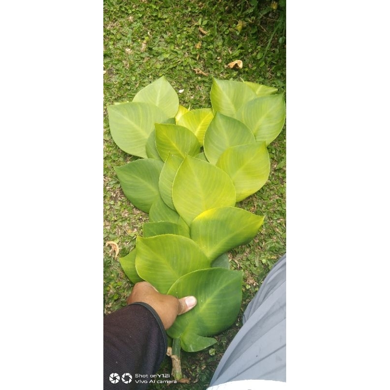 Tanaman dolar daun besar/Tanaman merambat hidup