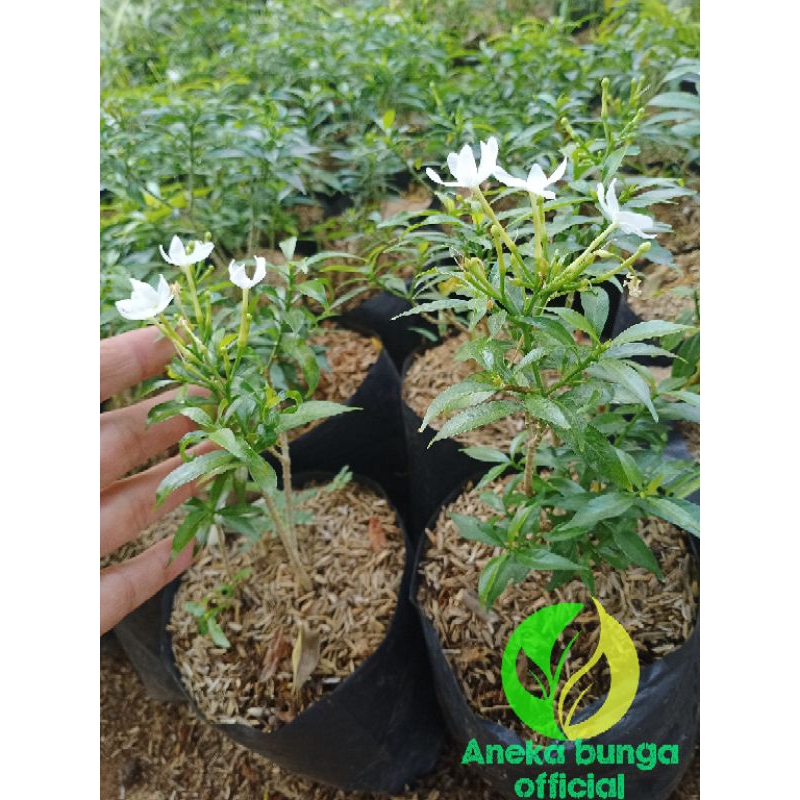 Tanaman bunga rombusa mini / pohon rombusa mini berbunga
