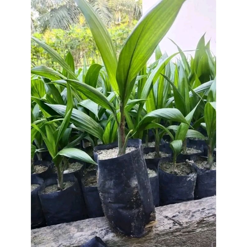 Bibit sawit umur 3 bulan
