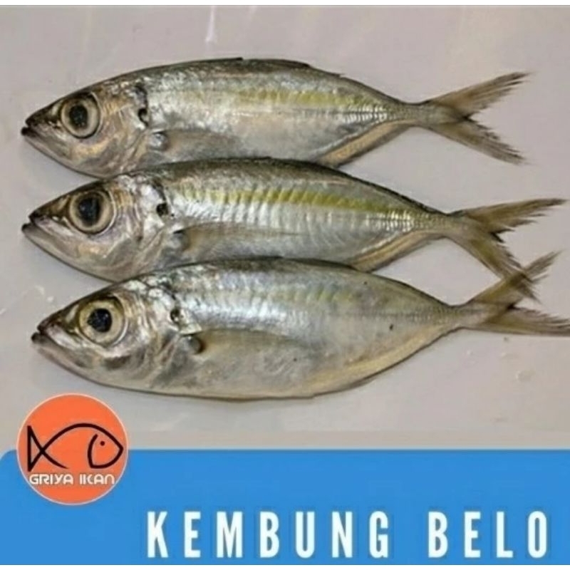 

IKAN KEMBUNG MATA BELO fresh