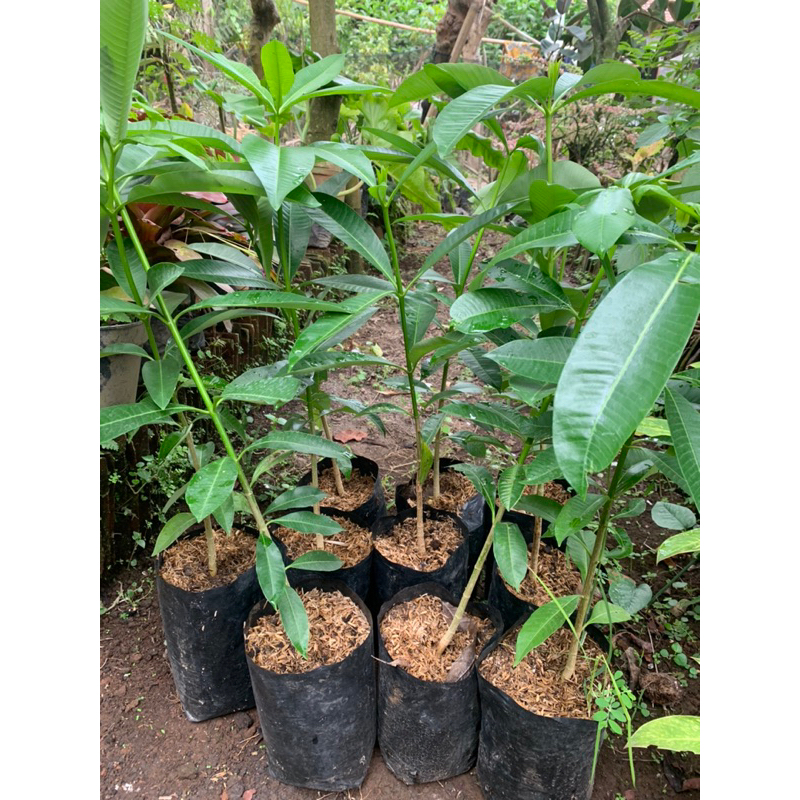 ID POHON PULE BAHAN BONSAI ATAU TEDUH/ RINDANG DEPAN RUMAH