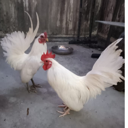 Ayam Kate Putih Anakan / Indukan Berkualitas Premium