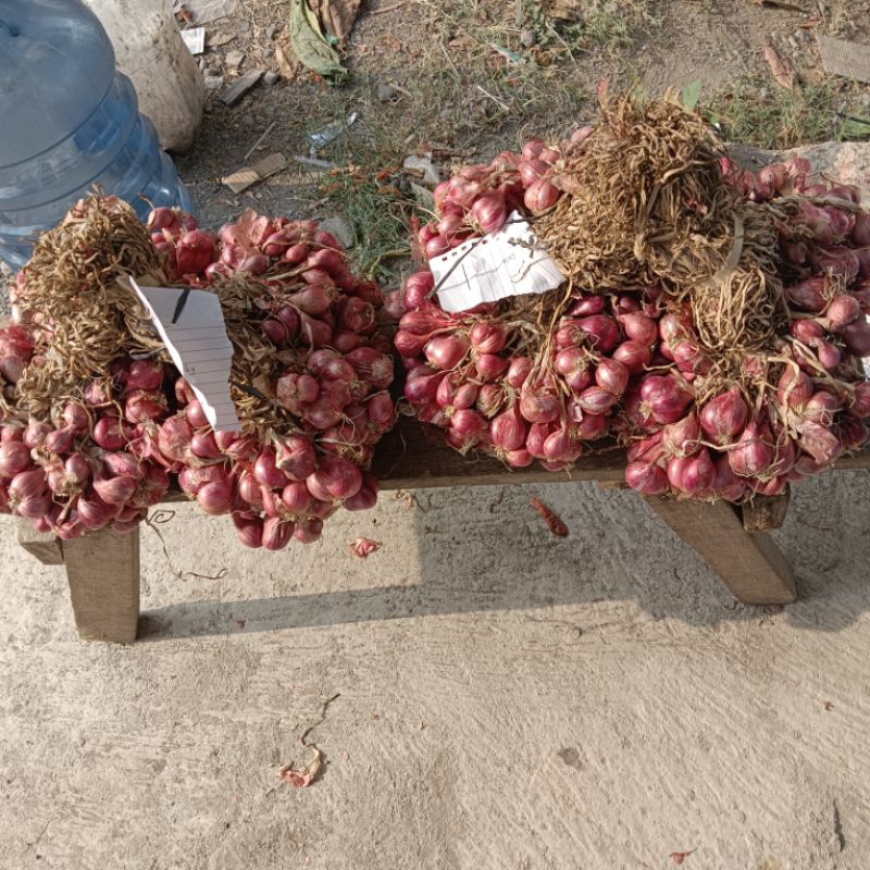 

bawang merah ikat segar