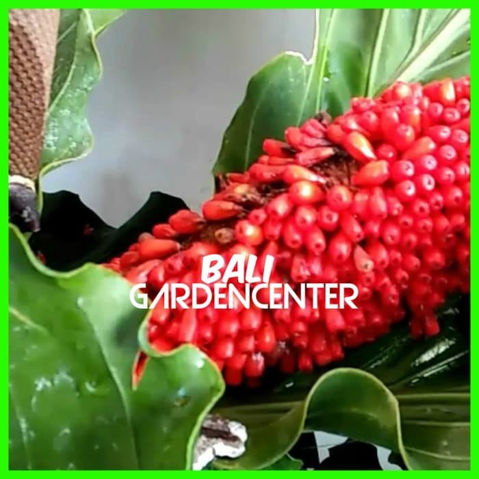 Isi 20 Benih Biji Bunga Anthurium Hookeri - Gelombang Cinta