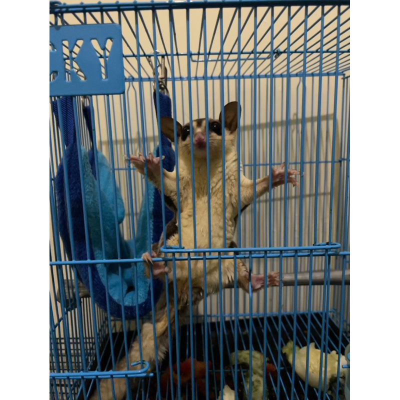 Sugar Glider Betina White Face Termurah