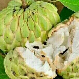 

buah srikaya lokal langsung petik