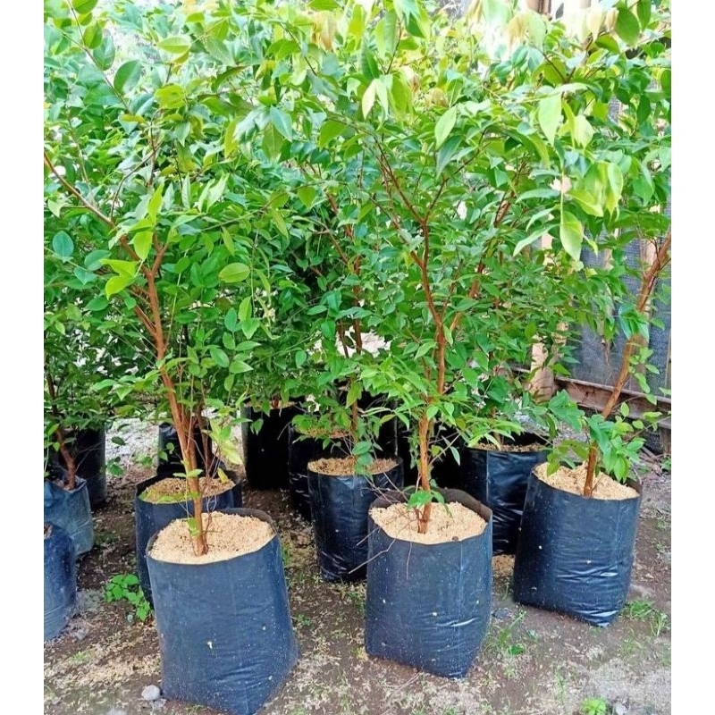 anggur brazil 1,50 meter  batang sedang