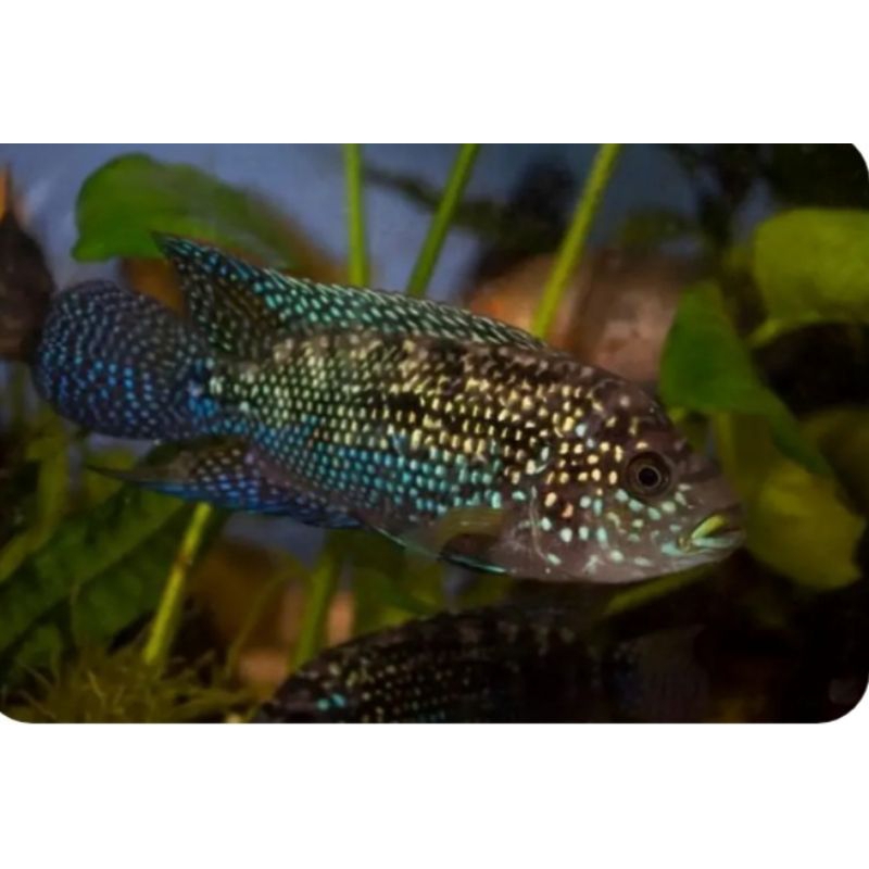 ikan blue jack dempsey