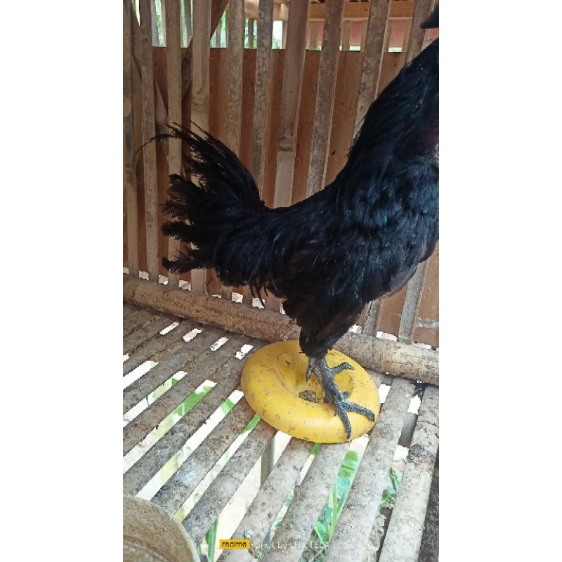 ayam cemani lidah hitam sepasang