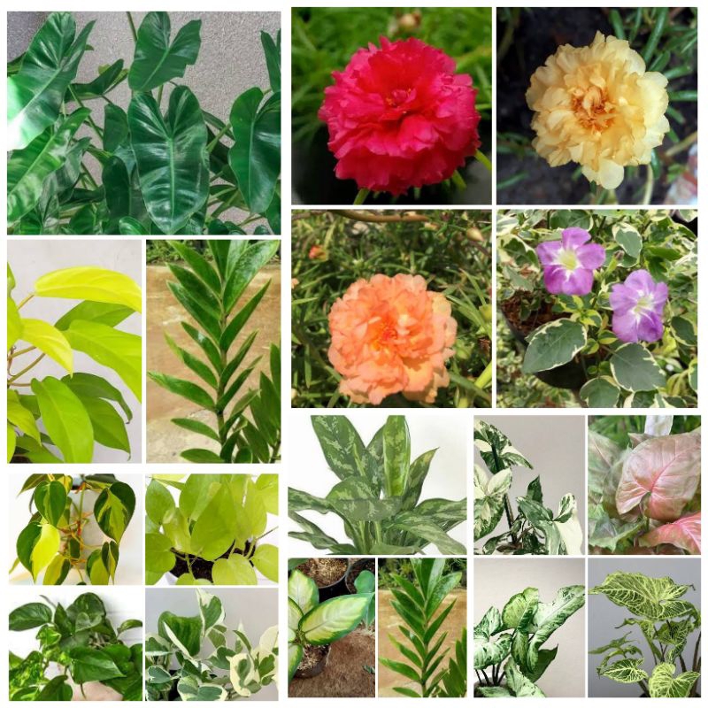 Paket Tanaman Hias Murce 10 ribuan