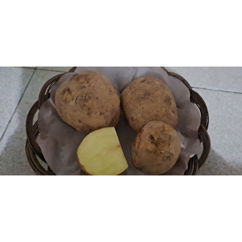 

Kentang Dieng Fresh Dari Ladang