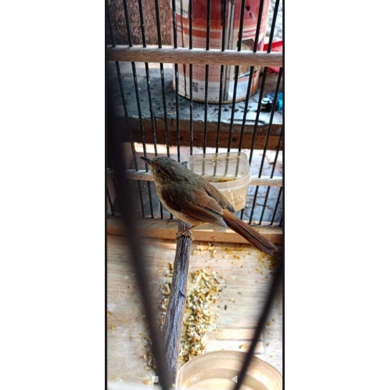 Burung Flamboyan Jinak Gacor Fullset Kandang Harga NETTTTT