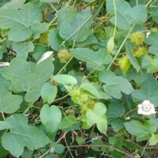 

Daun rambusa atau daun cermot per 500 gram