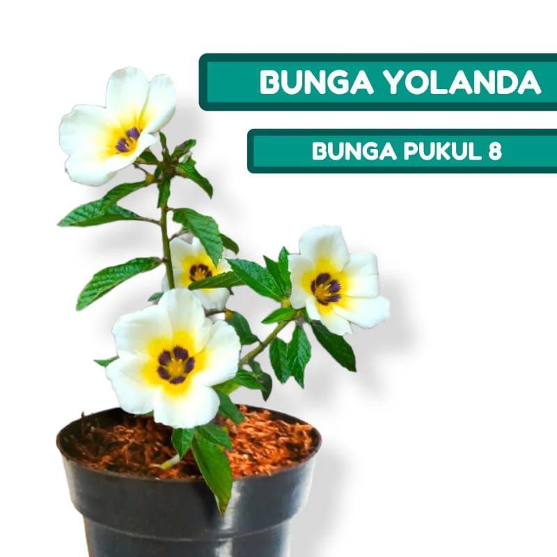 TANAMAN BUNGA YOLANDA