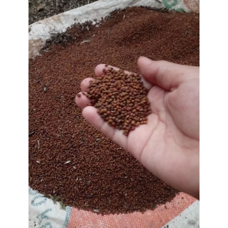 

kacangan PJ(pueraria javanica) 1kg,500gr,250gr