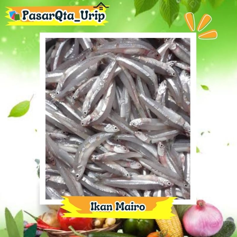 

Ikan mairo/ikan lure/pasar ikan makassar/Pasar online makassar
