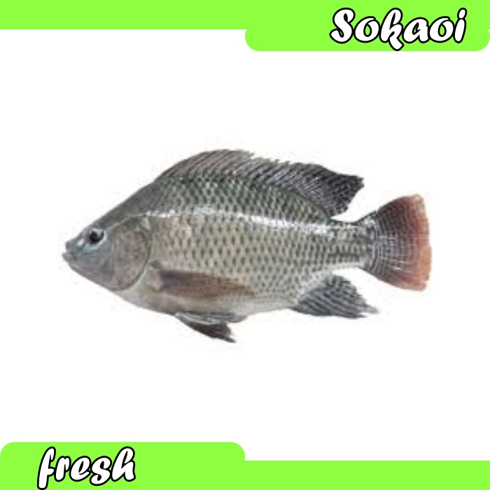 

IKAN NILA SEGAR 1 KG