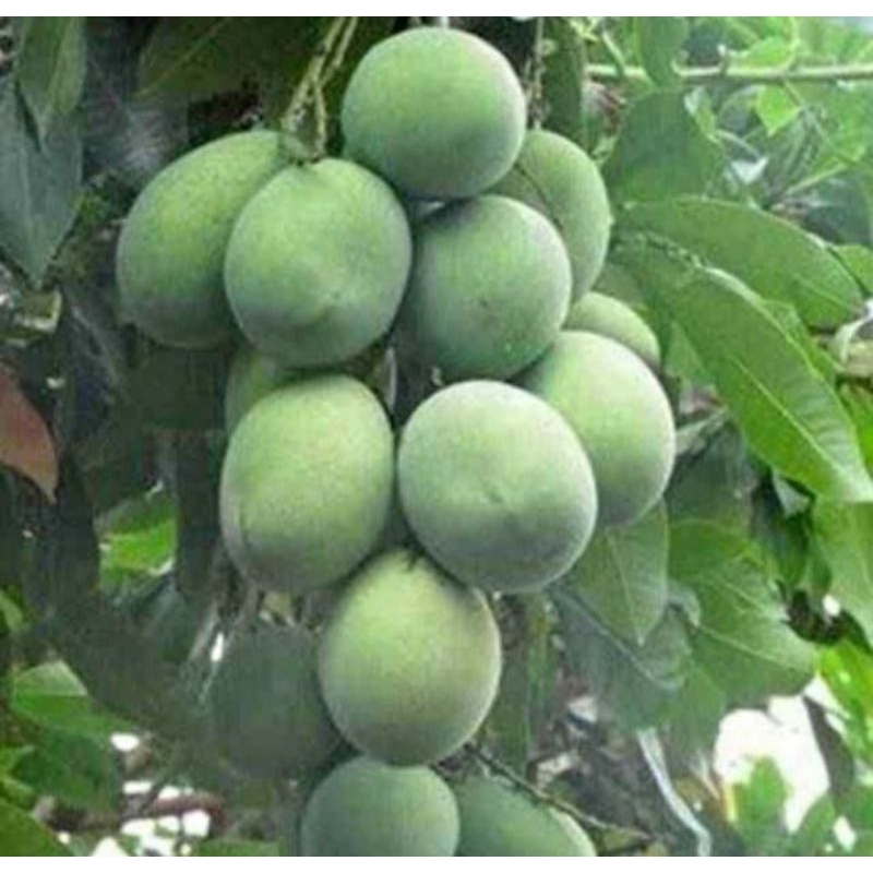 bibit mangga manalagi madu