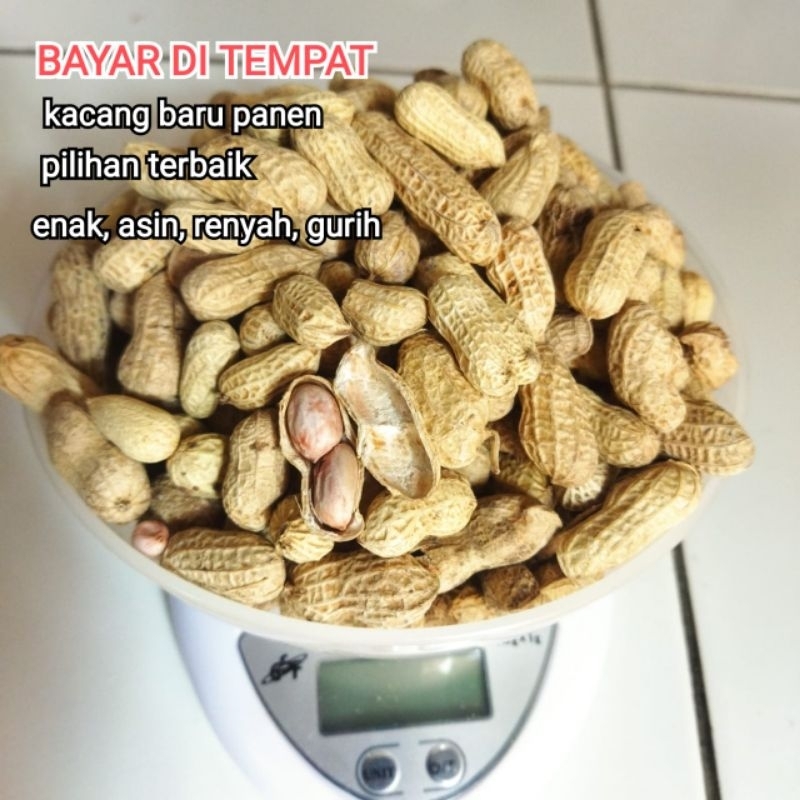 

GRATIS HADIAH | KACANG ASIN | KACANG KULIT | KACANG KERING MURAH