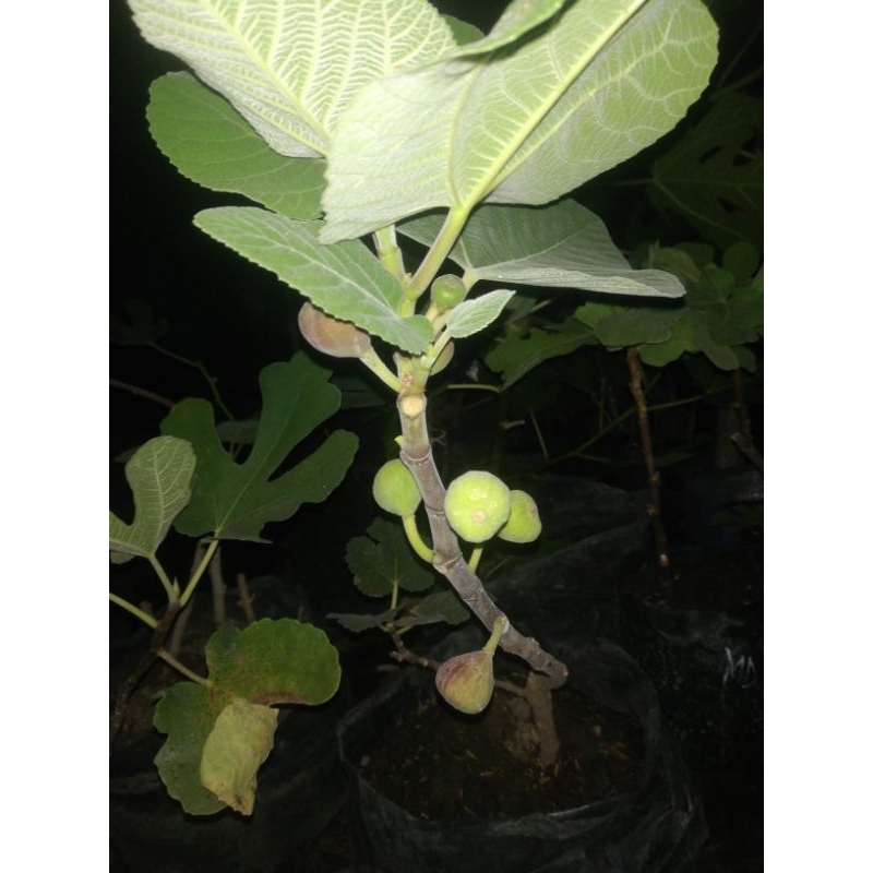 bibit buah tin subur genjah sudah berbuah