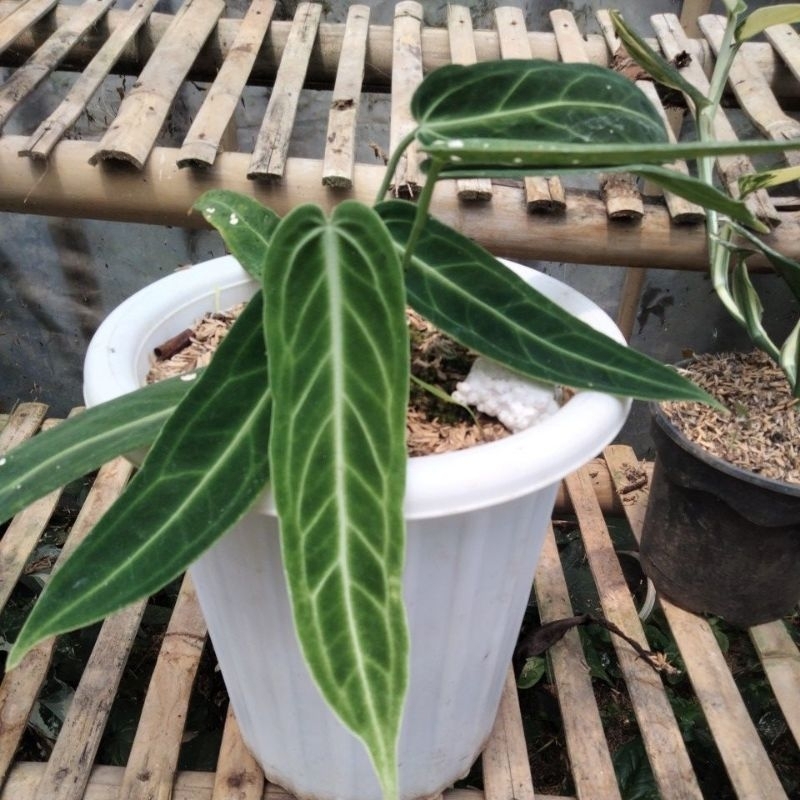 Tanaman Hias Anthurium Waroqueanum