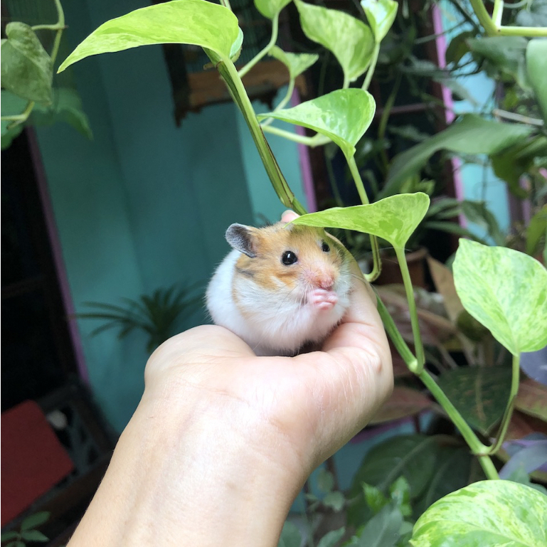 Hamster Syrian Anakan Sehat Gembul Lucu