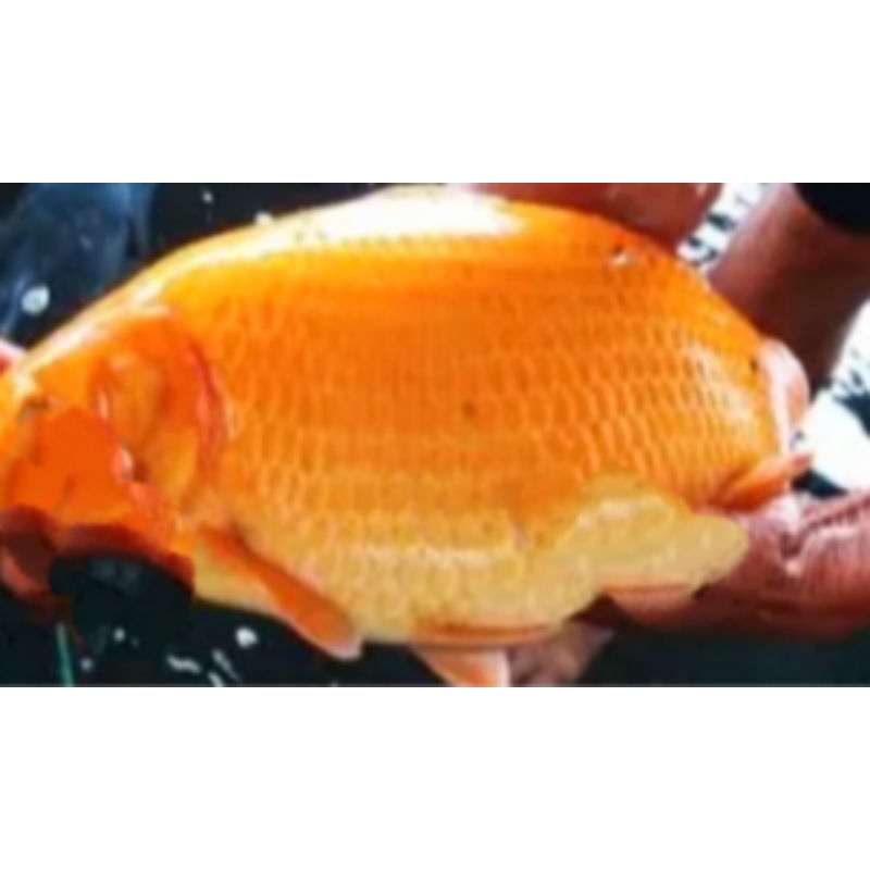 Ikan mas hidup segar 1 kg