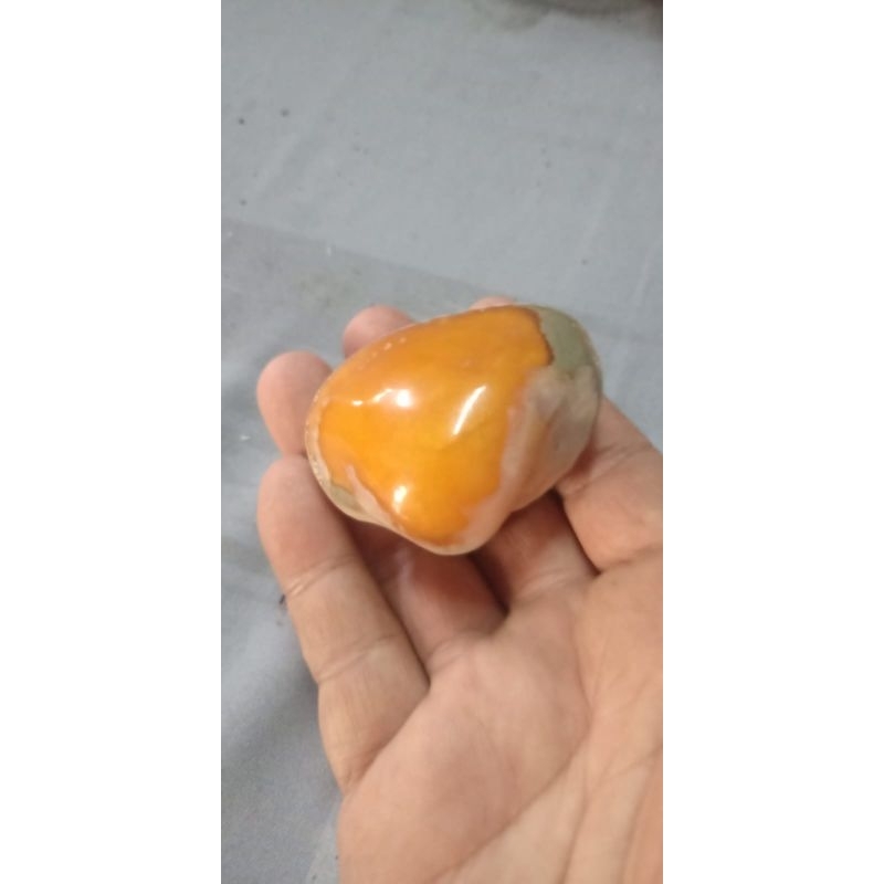 fosil kijing bungkem kuning