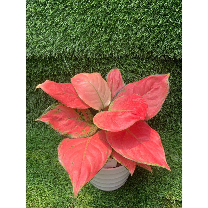 aglonema pink katrina