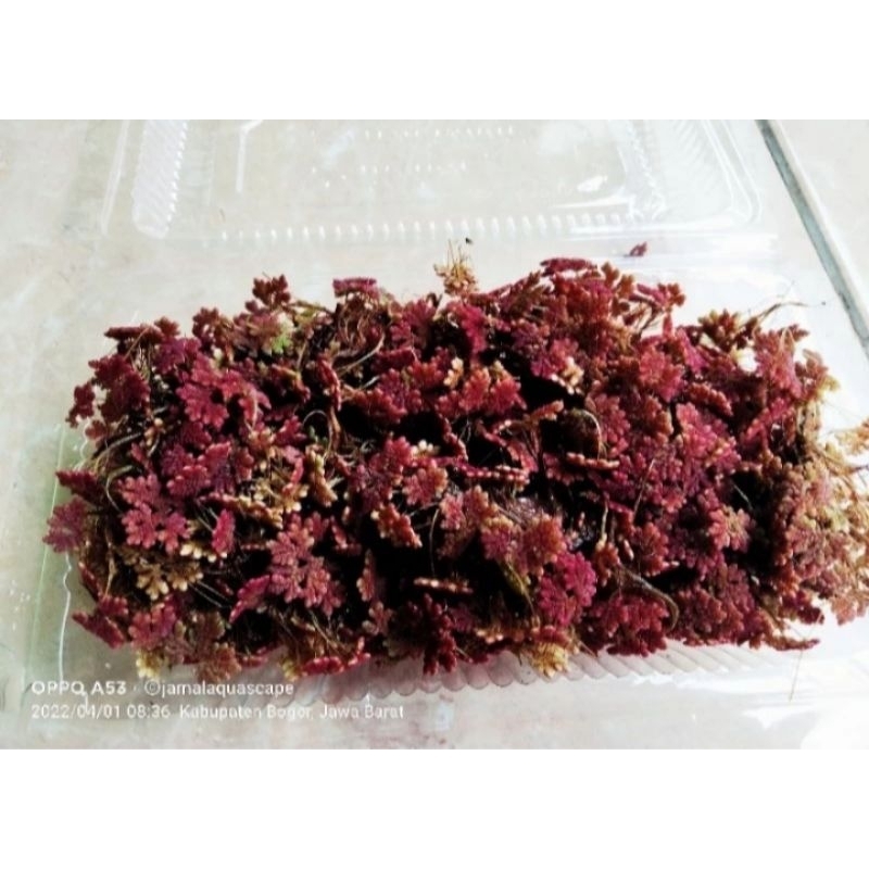 Red Azolla Tanaman Apung Aquascape