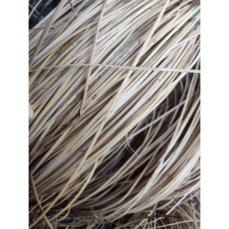 Tali rotan pipih kulit rotan Lasio antik