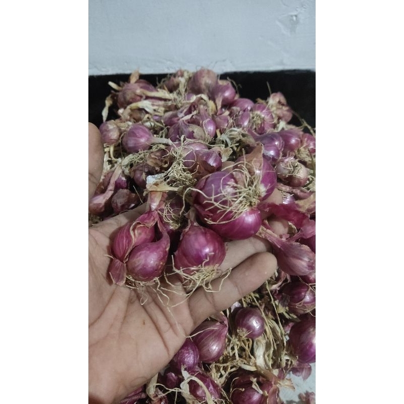 

BAWANG MERAH PROBOLINGGO 500gram 7.000 - 12.500