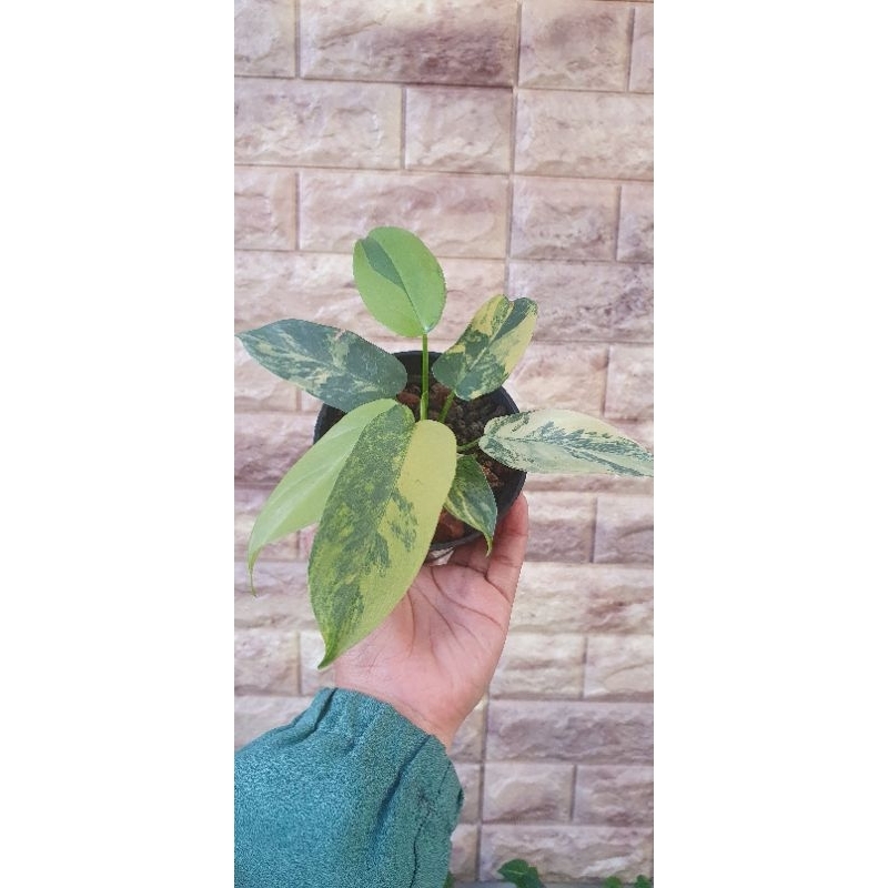 Violin Varigata tanaman