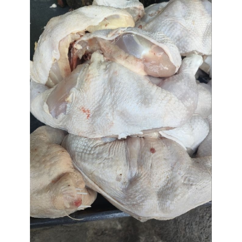 

1 kg daging ayam petelur