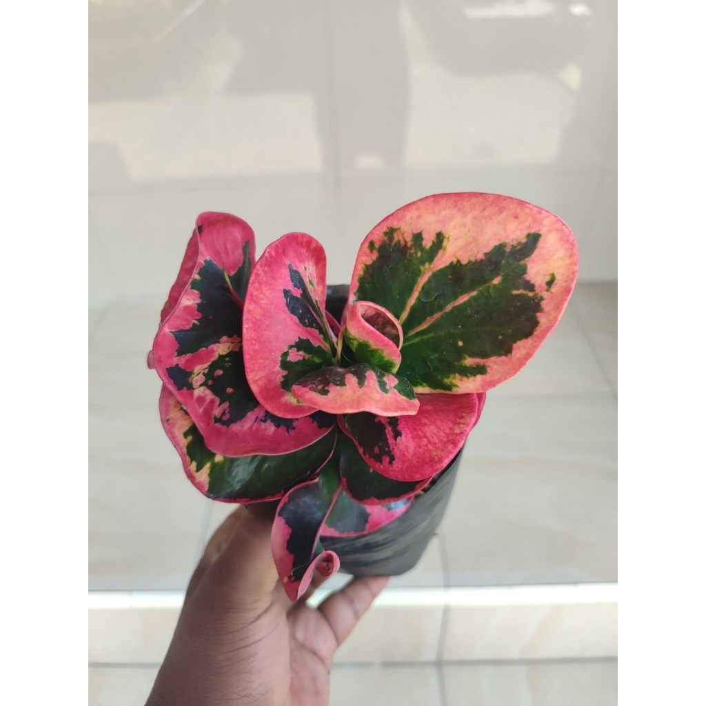 Puring Apel Mawar Merah