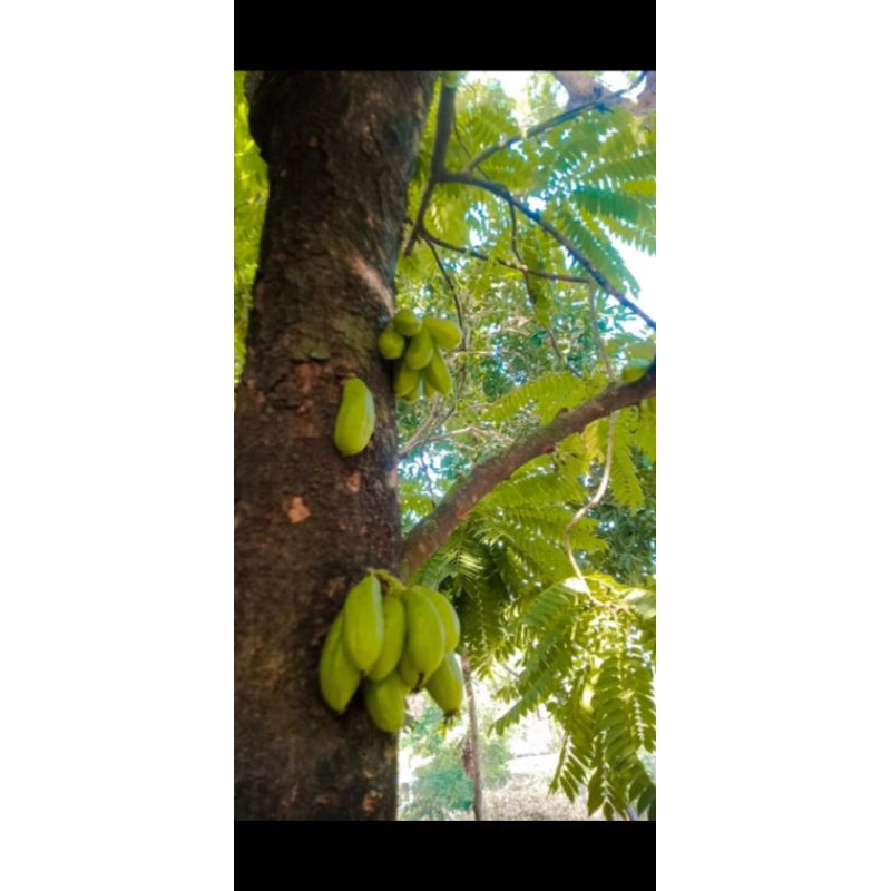 

Blimbing Wuluh / belimbing wuluh