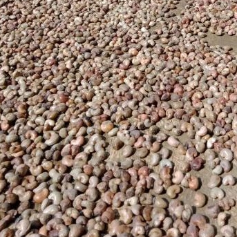 

kacang mete / mede glondong kering asli jawa wonogiri 1kg