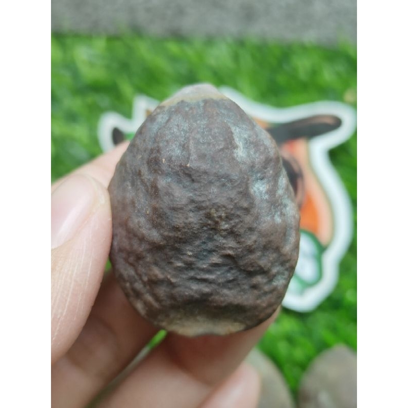 MUNCANG ADU JAYANTI GALAXY ORIGINAL