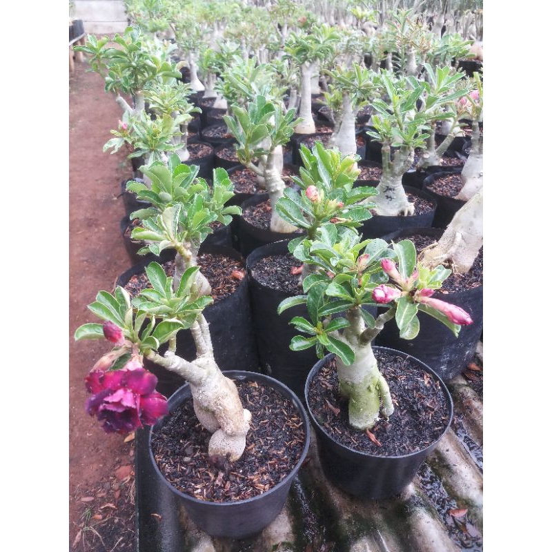 adenium graftingan