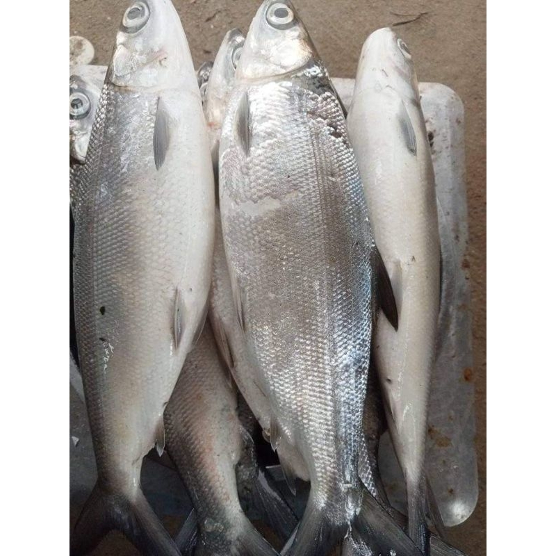 

IKAN BANDENG JUMBO PER EKOR