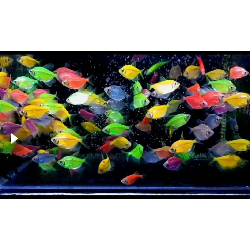 ikan hias glow in fish Tetra fish_tetra