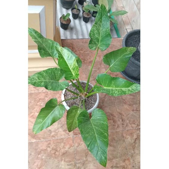 marbel varigata jumbo